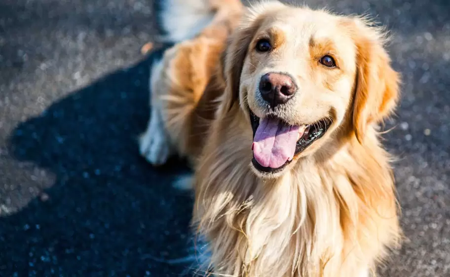 Perro - animal - mascota