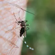 Ms de 315 mil casos de dengue en Argentina en lo que va de 2024: los lugares ms afectados