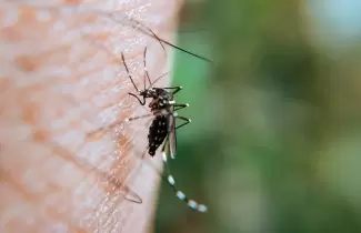 Desmalezado - operativo dengue