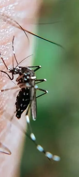 Dengue - mosquito