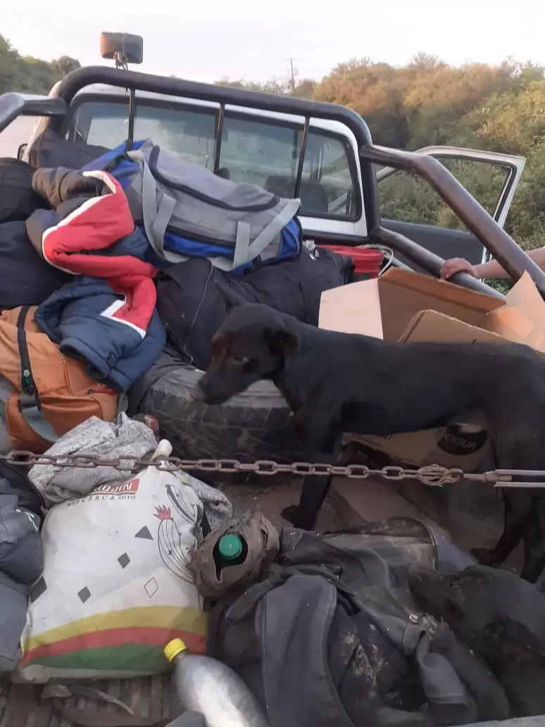 6 sujetos fueron multados por trasladar perros en la caja de una camioneta