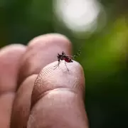 Dengue - mosquito