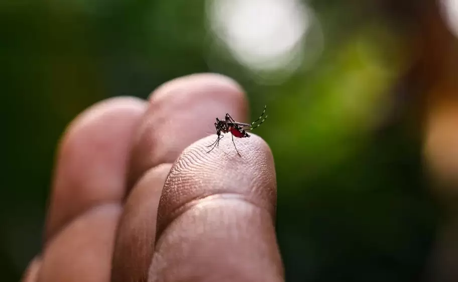 Dengue - mosquito