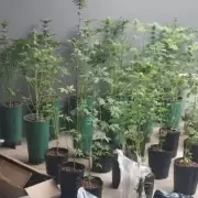 Detuvieron a un vecino de Los Perales que cultivaba marihuana