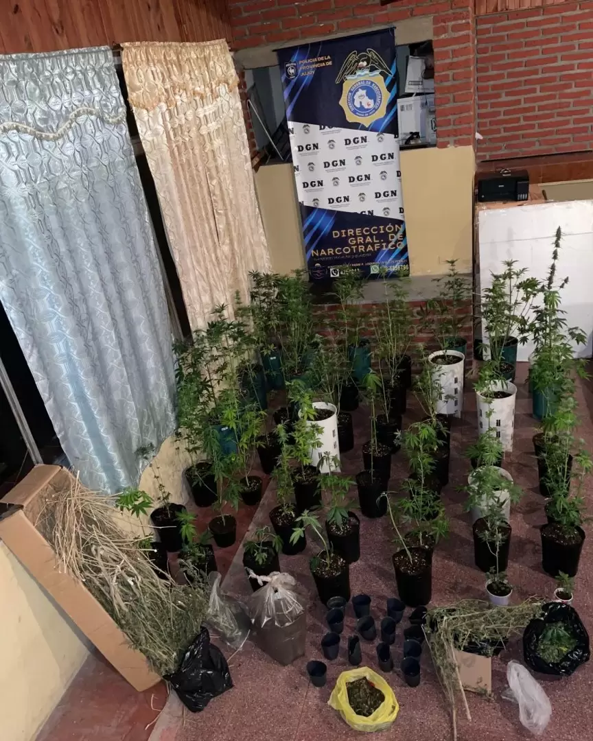 Detuvieron a un vecino de Los Perales que cultivaba marihuana