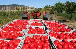 Produccin de tomate