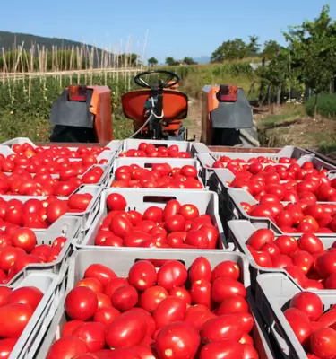 Produccin de tomate