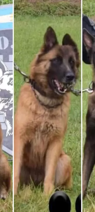 Tras 7 aos de servicio, se jubilaron cinco canes del Servicio Penitenciario de Jujuy