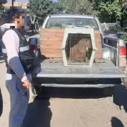 San Pedro: rescataron a un carpincho en cautiverio