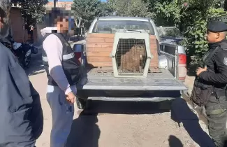 San Pedro: rescataron a un carpincho en cautiverio