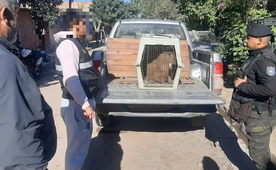 San Pedro: rescataron a un carpincho en cautiverio