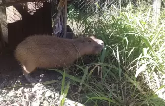 Carpincho rescatado en San Pedro