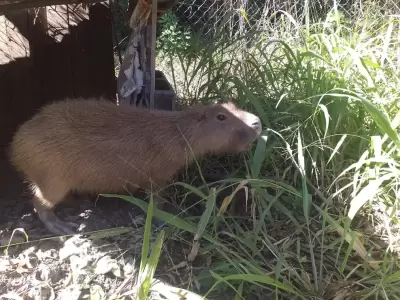 Carpincho rescatado en San Pedro
