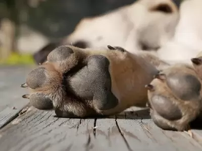 Maltaro animal