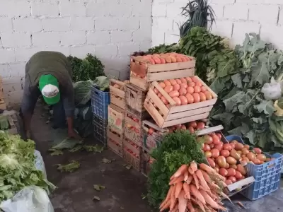 produccion frutihorticola