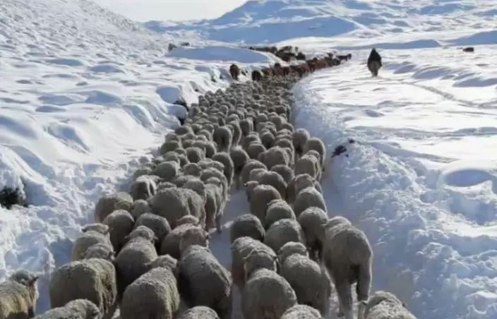 Más de 1.000.000 de ovejas y más de 40.000 vacas están en riesgo.