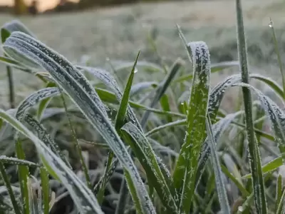 Pasto helado - fro - baja temperatura