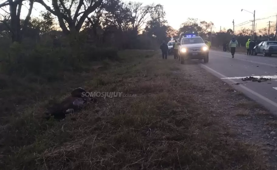 Otra vez caballos sueltos en rutas de Jujuy: un conductor impactó contra un equino