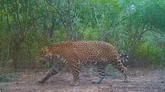 A principios de año el ejemplar había sido fotografiado por la zona