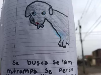 Dibuj a su perro