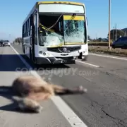 Un colectivo atropell a un caballo en Ruta Nacional 66: hay dos heridos leves