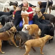 Solidaridad: El Hogar San Roque pide ayuda para afrontar gastos veterinarios de perros rescatados