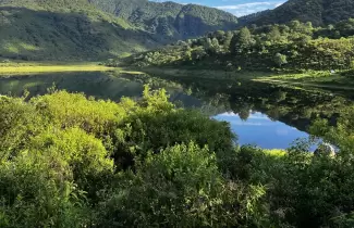 bosques nativos