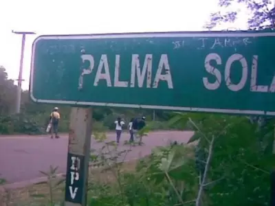 palma sola