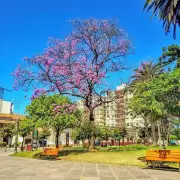 primavera jujuy