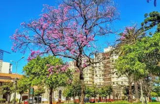 primavera jujuy