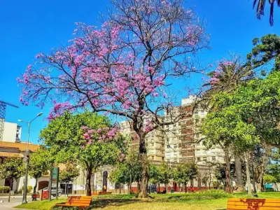 primavera jujuy