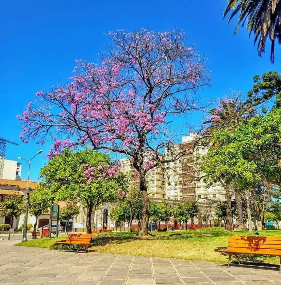 primavera jujuy