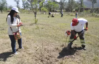 plantacin arboles