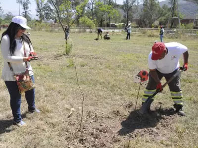 plantacin arboles