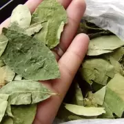 Jujuy incluirá la coca de coquear en una nueva medición de la inflación provincial