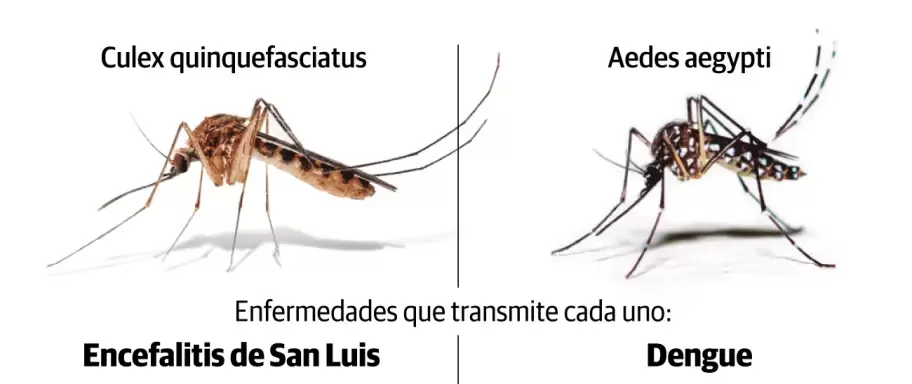 dengue