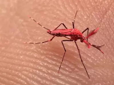 mosquito rojo