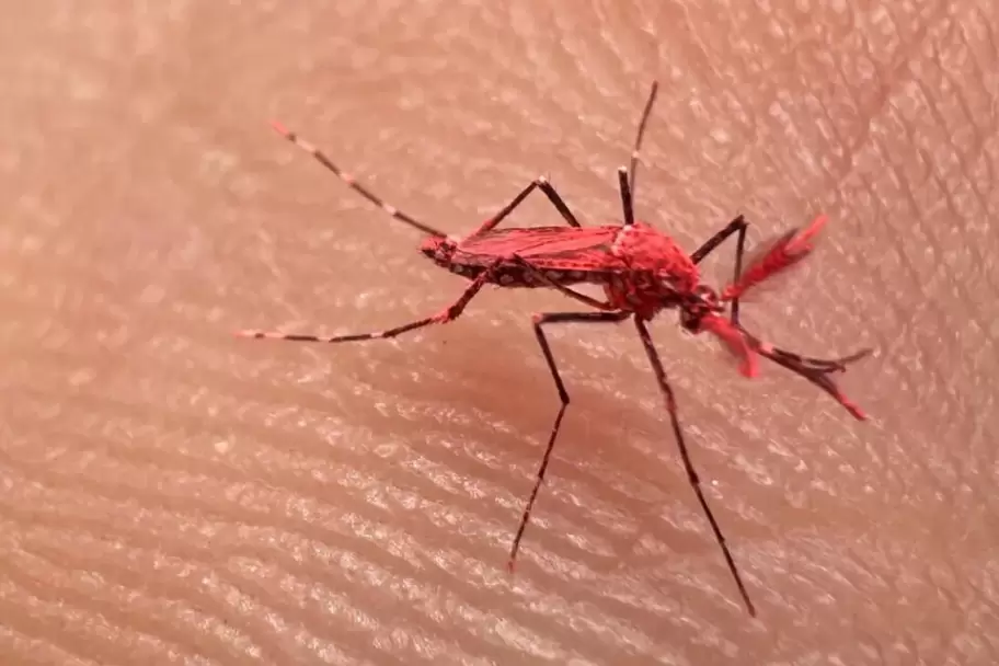 mosquito rojo