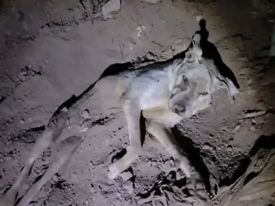 maltrato animal en San Pedro de Jujuy