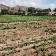 Por los bajos precios, productores de Maimar� tiran la cosecha de lechuga, remolacha y cebolla de verdeo
