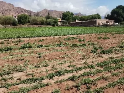 cosecha de lechuga en Maimar�