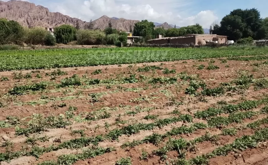 cosecha de lechuga en Maimará