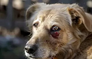 Existen dos variantes de leishmaniasis: cut�nea y visceral, ambas afectan a las mascotas en diferentes niveles. (Imagen Ilustrativa Infobae)