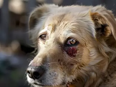 Existen dos variantes de leishmaniasis: cut�nea y visceral, ambas afectan a las mascotas en diferentes niveles. (Imagen Ilustrativa Infobae)