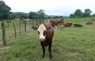 vacas