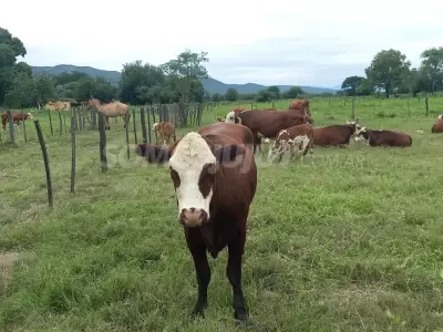 vacas