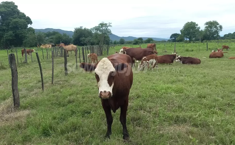 vacas