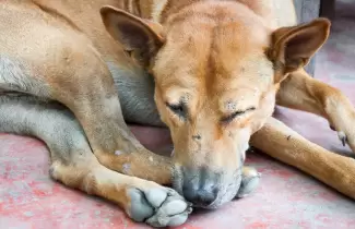 perro