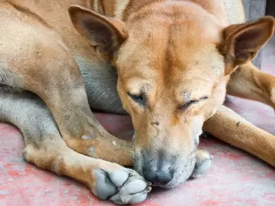 perro