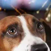 Canales de YouTube para reducir el estrés de las mascotas por la pirotecnia en Año Nuevo